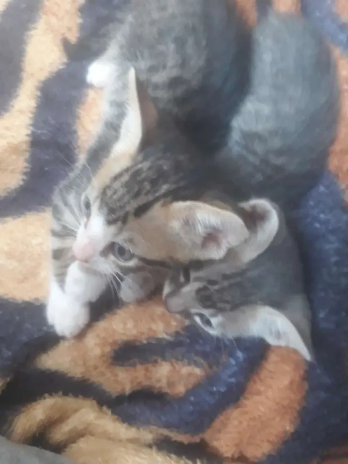 Gato ra a  idade 2 a 6 meses nome Ainda não tem nome