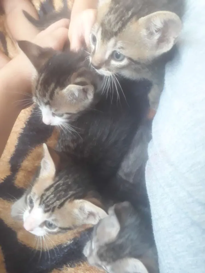 Gato ra a  idade 2 a 6 meses nome Ainda não tem nome