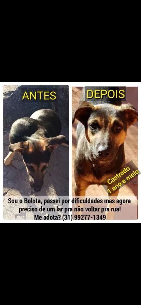 Cachorro raça SRD idade 1 ano nome Apolo Bolota