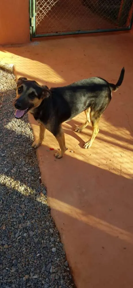 Cachorro raça SRD idade 1 ano nome Apolo Bolota