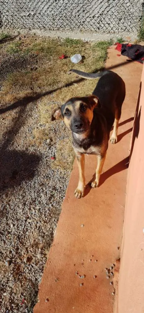Cachorro raça SRD idade 1 ano nome Apolo Bolota