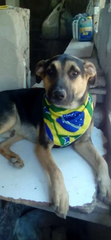 Cachorro raça SRD idade 1 ano nome Apolo Bolota