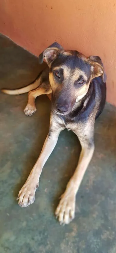 Cachorro raça SRD idade 1 ano nome Apolo Bolota