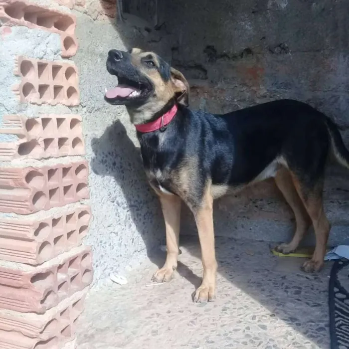 Cachorro raça SRD idade 1 ano nome Apolo Bolota
