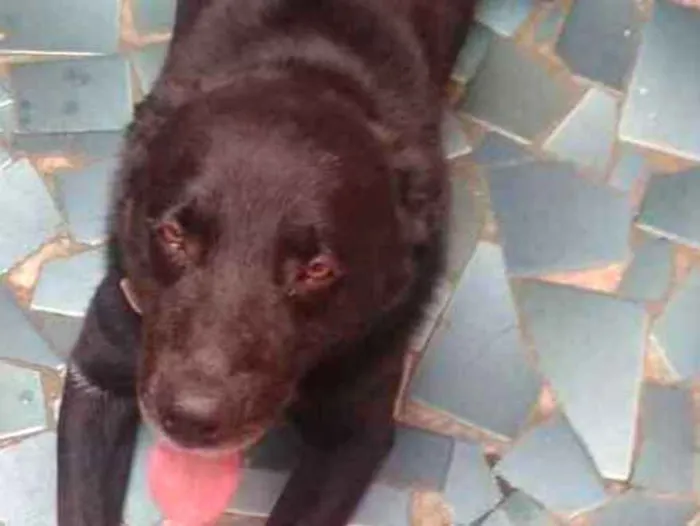 Cachorro ra a Labrador mestiço idade 4 anos nome Murdook