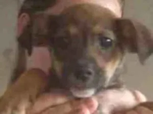Cachorro raça Srd idade 2 a 6 meses nome Kim