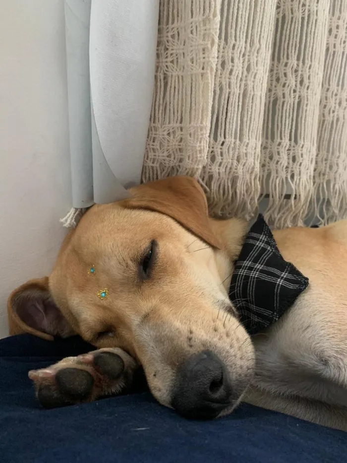 Cachorro raça Vira lata idade 2 anos nome jukes 