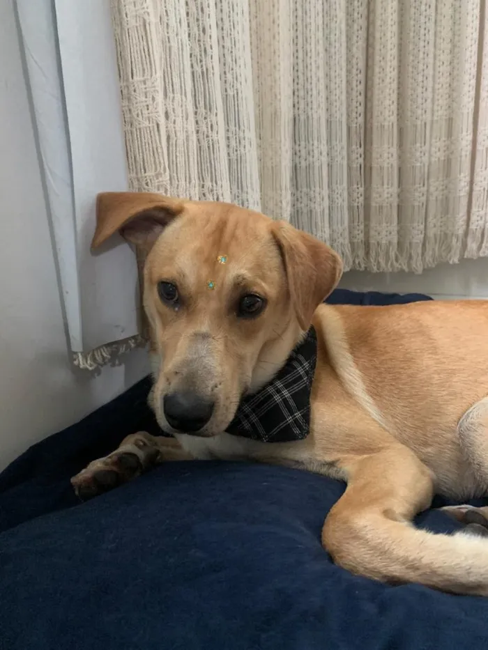 Cachorro raça Vira lata idade 2 anos nome jukes 