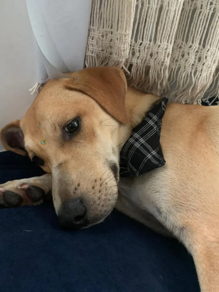 Cachorro raça Vira lata idade 2 anos nome jukes 