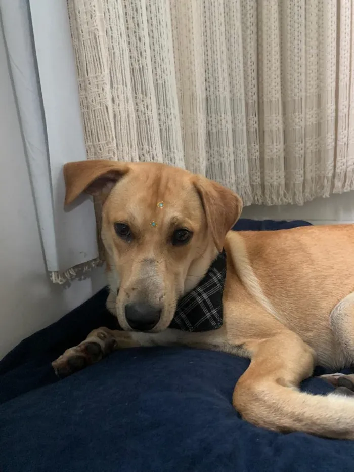 Cachorro raça Vira lata idade 2 anos nome jukes 