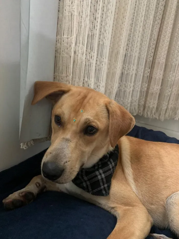 Cachorro raça Vira lata idade 2 anos nome jukes 