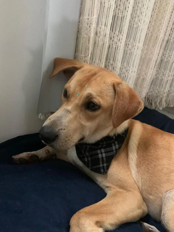 Cachorro raça Vira lata idade 2 anos nome jukes 