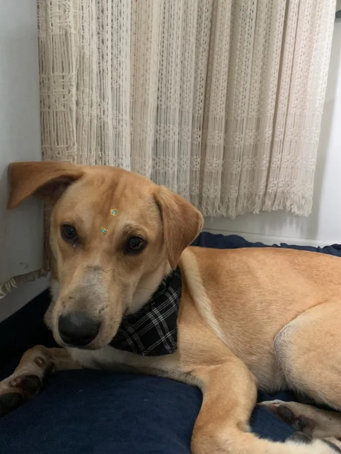 Cachorro raça Vira lata idade 2 anos nome jukes 