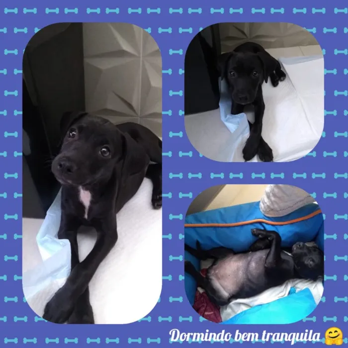 Cachorro ra a Vira lata  idade 2 a 6 meses nome Amora 