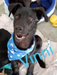 Vinni