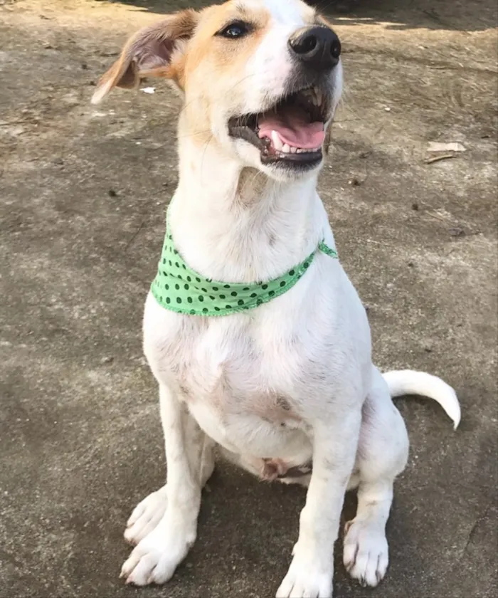 Cachorro ra a SEM RAÇA DEFINIDA  idade 2 a 6 meses nome GAEL