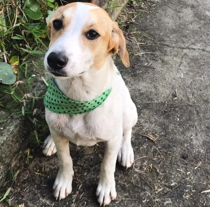 Cachorro ra a SEM RAÇA DEFINIDA  idade 2 a 6 meses nome GAEL