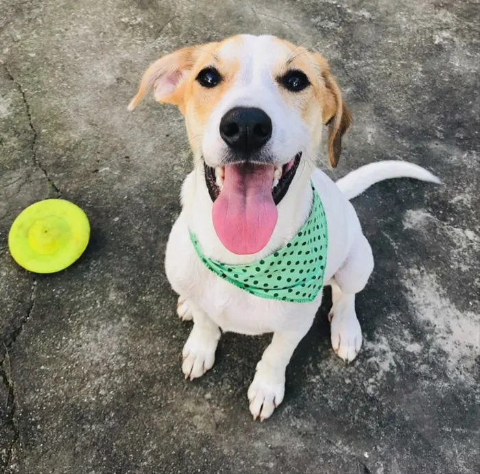 Cachorro ra a SEM RAÇA DEFINIDA  idade 2 a 6 meses nome GAEL