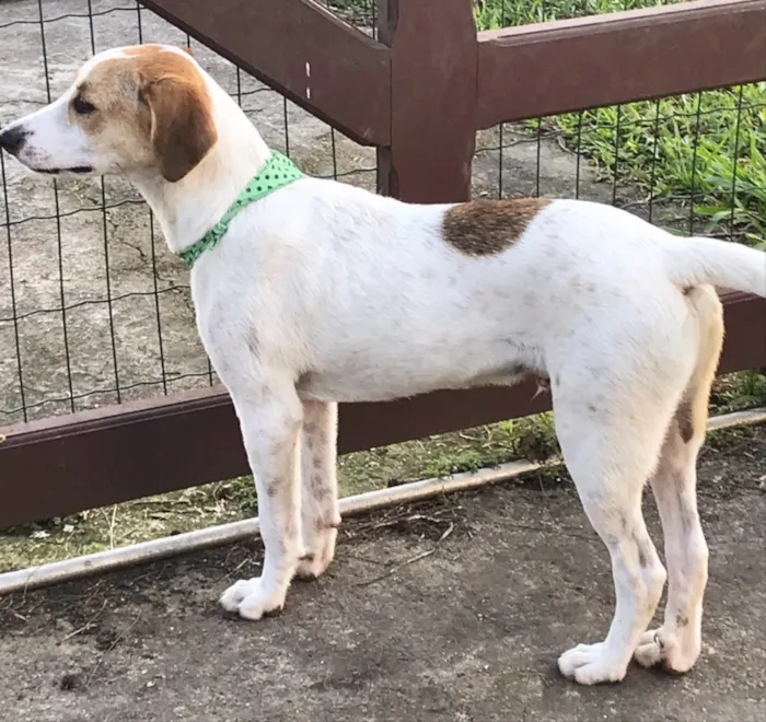 Cachorro ra a SEM RAÇA DEFINIDA  idade 2 a 6 meses nome GAEL