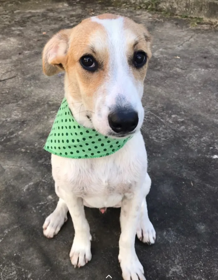 Cachorro ra a SEM RAÇA DEFINIDA  idade 2 a 6 meses nome GAEL