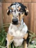 Amora