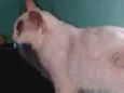 Gato