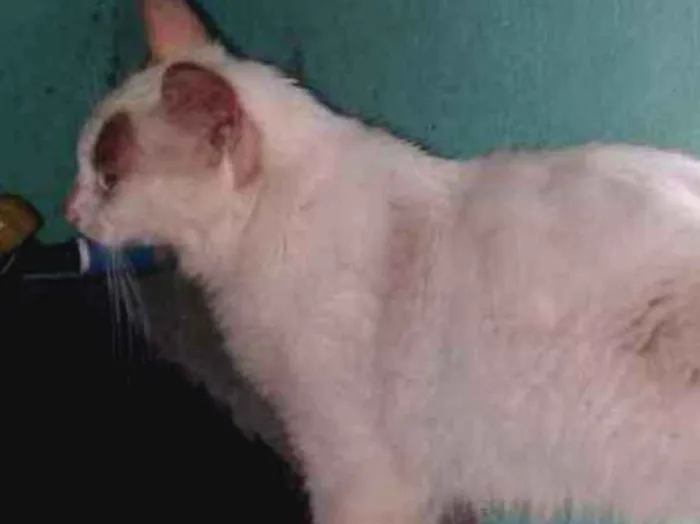 Gato ra a Vila lata  idade 1 ano nome Gato