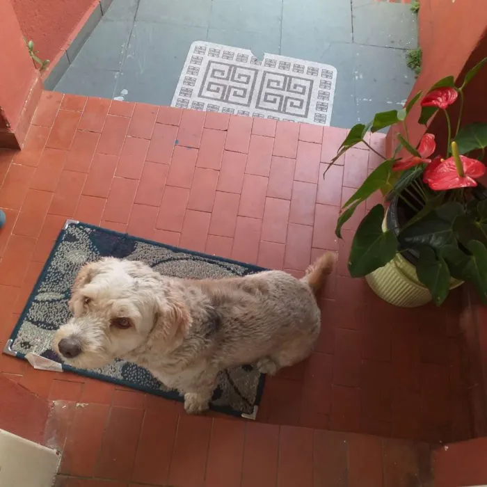 Cachorro ra a Poodle idade Abaixo de 2 meses nome Thor