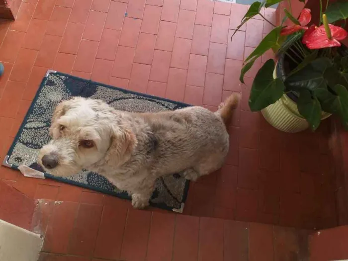 Cachorro ra a Poodle idade Abaixo de 2 meses nome Thor