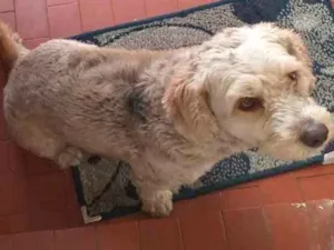 Cachorro raça Poodle idade Abaixo de 2 meses nome Thor