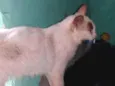 Gato