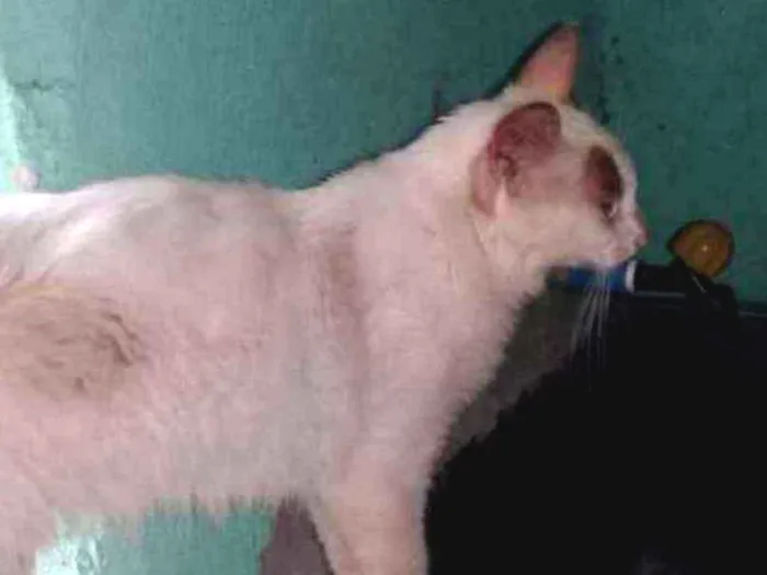 Gato ra a Vila lata  idade 1 ano nome Gato