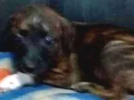 Cachorro raça vira lata  idade Abaixo de 2 meses nome Luck