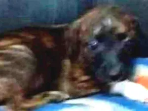 Cachorro raça vira lata  idade Abaixo de 2 meses nome Luck