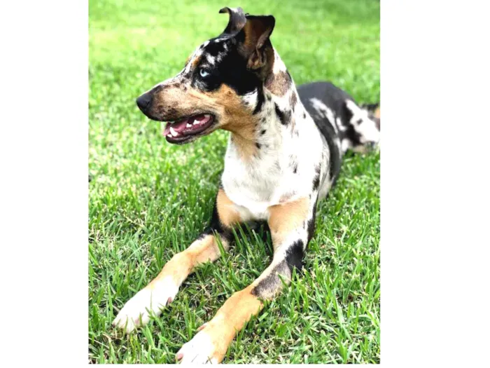Cachorro ra a Vira lata  idade 7 a 11 meses nome Amora 