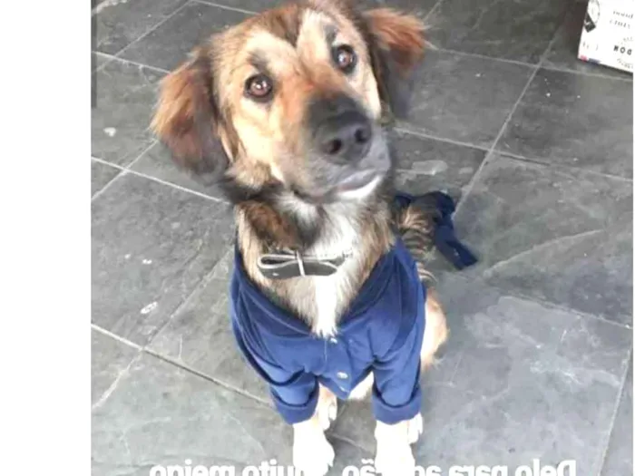 Cachorro ra a SRD idade 3 anos nome Delo