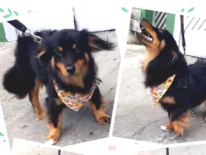 Cachorro raça Srd idade 7 a 11 meses nome Thor