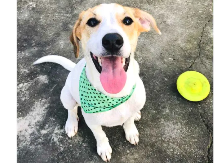 Cachorro ra a SEM RAÇA DEFINIDA  idade 2 a 6 meses nome GAEL