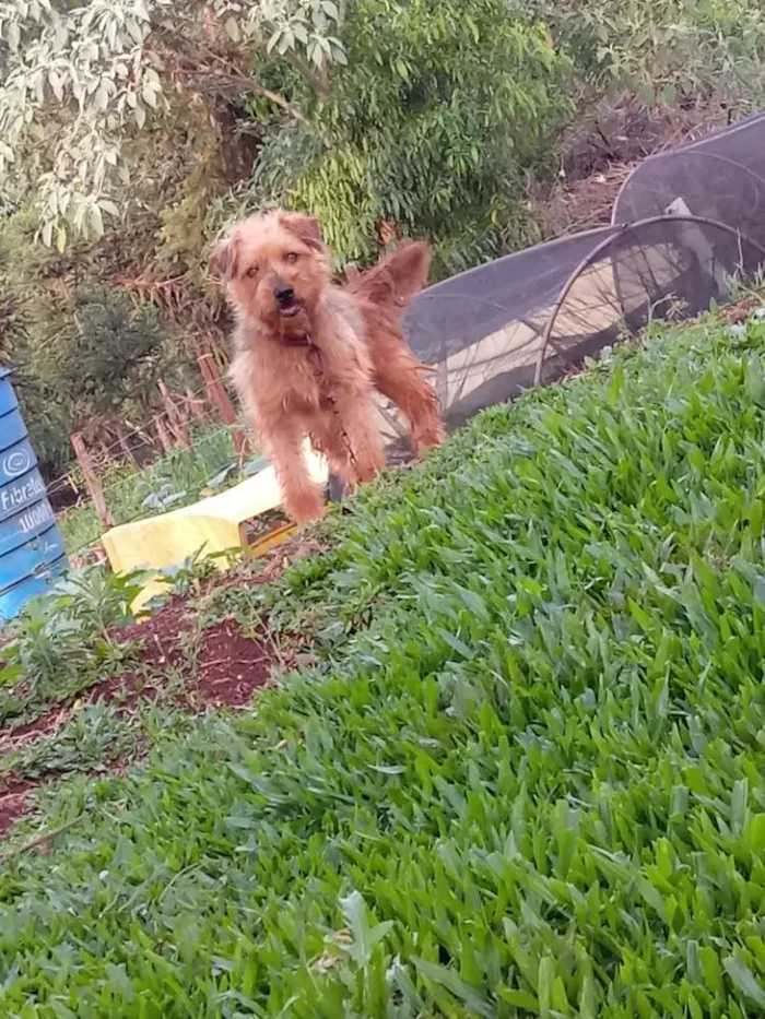 Cachorro ra a Indefinida idade 2 anos nome Lulica