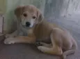 2 fêmeas e 1 macho!