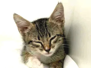Gato raça Srd idade Abaixo de 2 meses nome Princesa Valente 