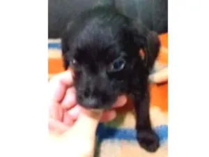 Cachorro raça vira lata idade Abaixo de 2 meses nome Bisnaguinha