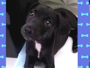 Cachorro raça Vira lata  idade 2 a 6 meses nome Amora 