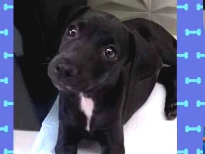 Cachorro ra a Vira lata  idade 2 a 6 meses nome Amora 