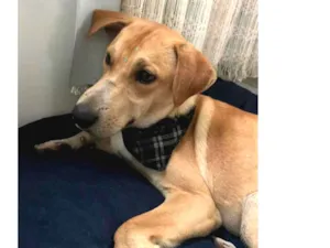 Cachorro raça Vira lata idade 2 anos nome jukes 