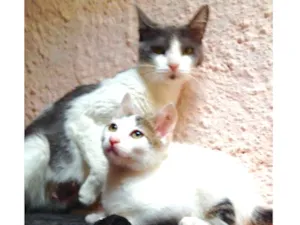 Gato raça Srd idade 2 a 6 meses nome Bel e Junior