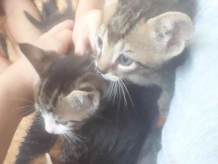 Gato ra a  idade 2 a 6 meses nome Ainda não tem nome