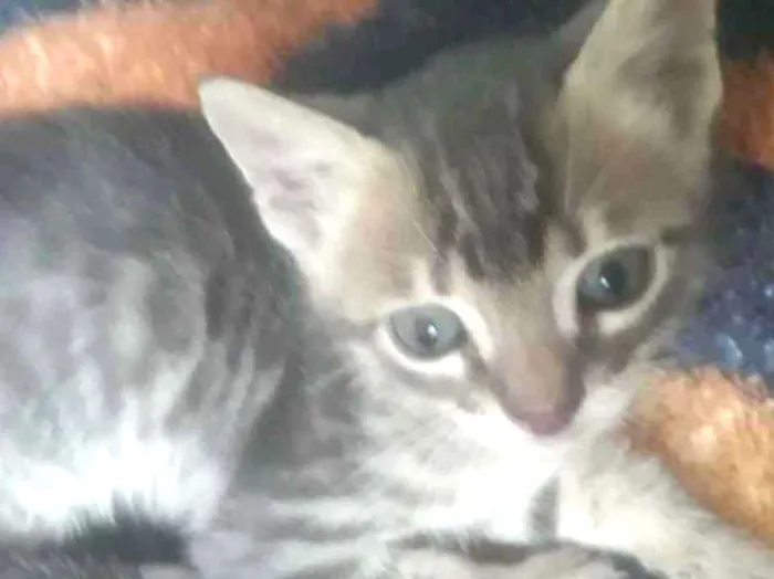 Gato ra a  idade 2 a 6 meses nome Ainda não tem nome