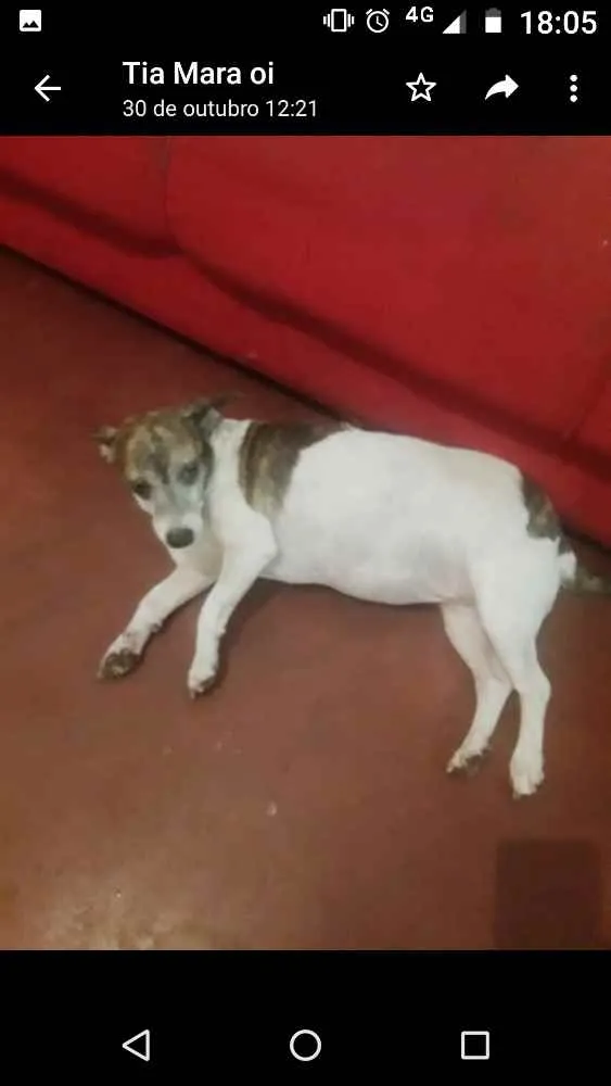 Cachorro ra a Srd idade 1 ano nome Lulu