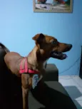 Skooby
